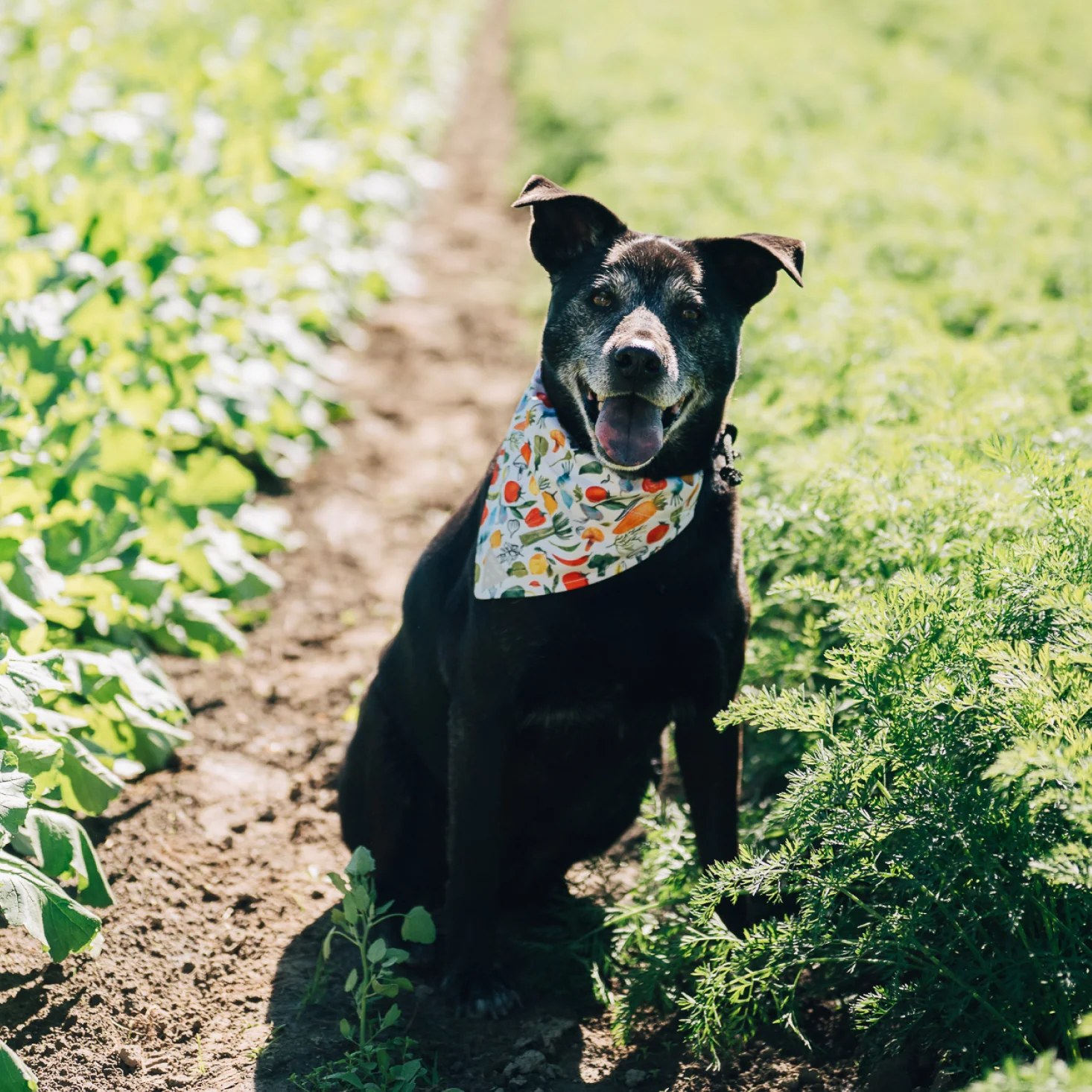 Gather | Dog Bandana - Image 2